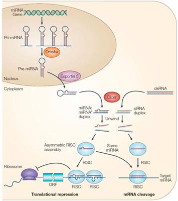 Progress on the Regulation of Ruminant <mark class="highlighted">Milk Fat</mark> by Noncoding RNAs and ceRNAs